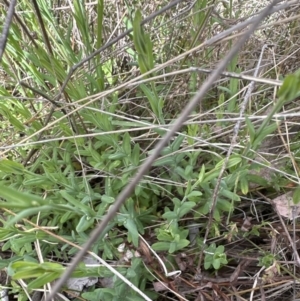 Hypericum gramineum at Cook, ACT - 25 Oct 2023 03:27 PM