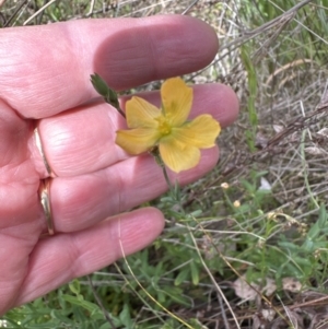 Hypericum gramineum at Cook, ACT - 25 Oct 2023 03:27 PM