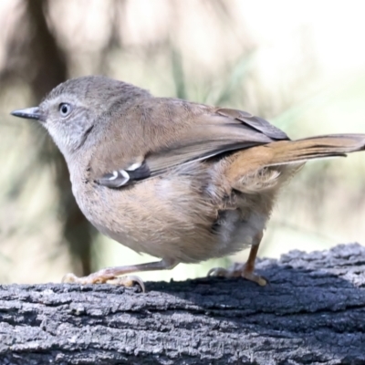 Sericornis frontalis (White-browed Scrubwren) at Majura, ACT - 12 Oct 2023 by jb2602