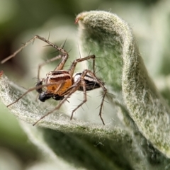 Oxyopes sp. (genus) (Lynx spider) at Holder, ACT - 21 Oct 2023 by Miranda