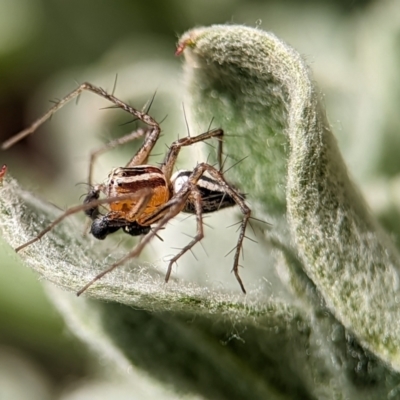Oxyopes (genus) (Lynx spider) at Holder, ACT - 21 Oct 2023 by Miranda
