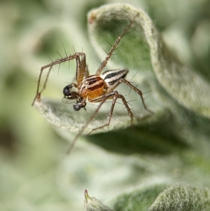 Oxyopes sp. (genus) at Holder, ACT - 21 Oct 2023