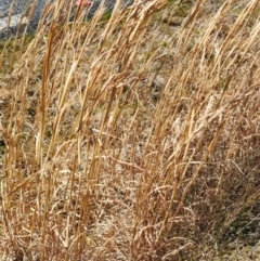 Andropogon virginicus at Paddys River, ACT - 25 Oct 2023 04:18 PM