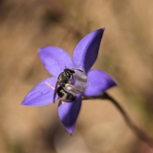 Lasioglossum (Chilalictus) sp. (genus & subgenus) at Holder, ACT - 20 Oct 2023 02:48 PM