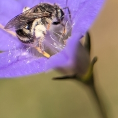 Lasioglossum (Chilalictus) sp. (genus & subgenus) at Holder, ACT - 20 Oct 2023 02:48 PM