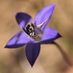 Lasioglossum (Chilalictus) sp. (genus & subgenus) at Holder, ACT - 20 Oct 2023 02:48 PM