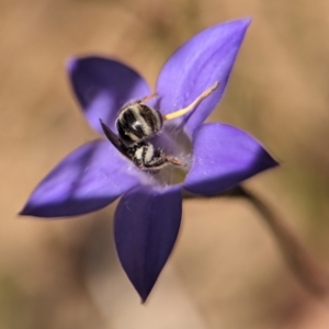 Lasioglossum (Chilalictus) sp. (genus & subgenus) at Holder, ACT - 20 Oct 2023 02:48 PM