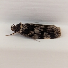 Barea codrella (A concealer moth) at Holder, ACT - 22 Oct 2023 by Miranda