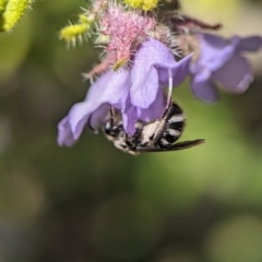Lasioglossum (Chilalictus) sp. (genus & subgenus) (Halictid bee) at Acton, ACT - 25 Oct 2023 by Miranda