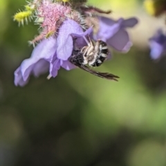 Lasioglossum (Chilalictus) sp. (genus & subgenus) at Acton, ACT - 25 Oct 2023 12:28 PM