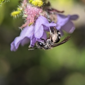 Lasioglossum (Chilalictus) sp. (genus & subgenus) at Acton, ACT - 25 Oct 2023 12:28 PM