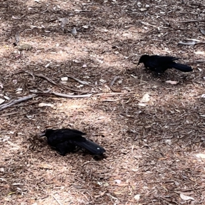 Corcorax melanorhamphos (White-winged Chough) at ANBG - 25 Oct 2023 by courtneyb