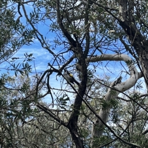 Phylidonyris novaehollandiae at Acton, ACT - 25 Oct 2023