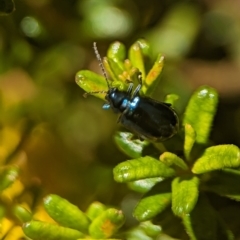 Altica sp. (genus) (Flea beetle) at ANBG - 25 Oct 2023 by Miranda