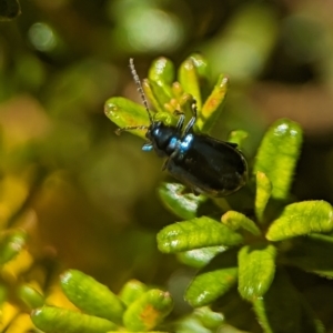 Altica sp. (genus) at Acton, ACT - 25 Oct 2023