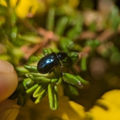 Altica sp. (genus) at Acton, ACT - 25 Oct 2023