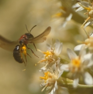 Lasioglossum (Callalictus) callomelittinum at Acton, ACT - 25 Oct 2023