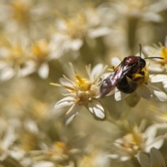 Lasioglossum (Callalictus) callomelittinum at Acton, ACT - 25 Oct 2023