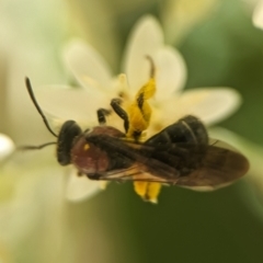 Lasioglossum (Callalictus) callomelittinum at Acton, ACT - 25 Oct 2023