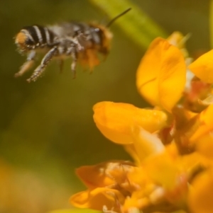 Megachile (Eutricharaea) maculariformis at Acton, ACT - 25 Oct 2023 01:00 PM