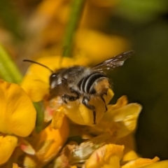 Megachile (Eutricharaea) maculariformis at Acton, ACT - 25 Oct 2023