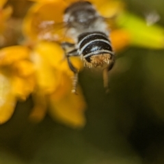 Megachile (Eutricharaea) maculariformis at Acton, ACT - 25 Oct 2023