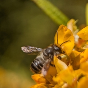 Megachile (Eutricharaea) maculariformis at Acton, ACT - 25 Oct 2023 01:00 PM