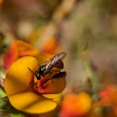 Exoneura sp. (genus) (A reed bee) at ANBG - 25 Oct 2023 by Miranda