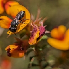 Hylaeus (Gnathoprosopis) amiculiformis (A masked bee) at Canberra Central, ACT - 25 Oct 2023 by Miranda