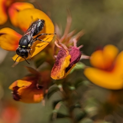 Hylaeus (Gnathoprosopis) amiculiformis (A masked bee) at ANBG - 25 Oct 2023 by Miranda