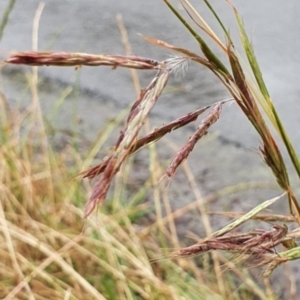 Hyparrhenia hirta at Crace, ACT - 25 Oct 2023