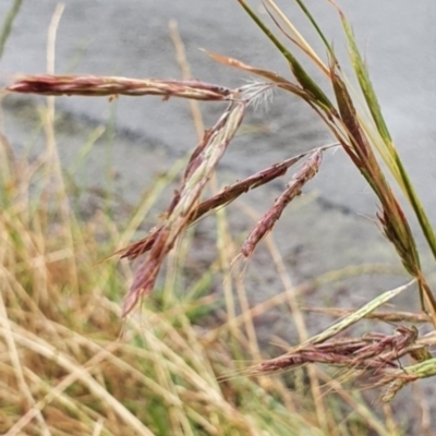 Hyparrhenia hirta (Coolatai Grass) at Crace, ACT - 25 Oct 2023 by Steve818