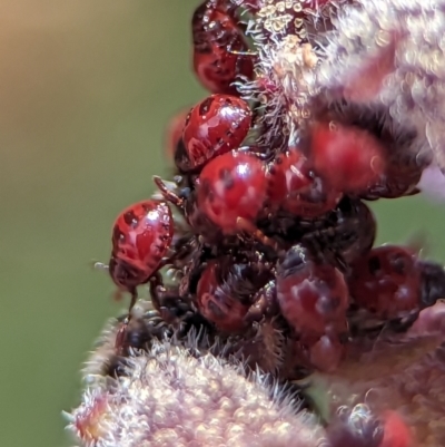 Oechalia schellenbergii (Spined Predatory Shield Bug) at ANBG - 25 Oct 2023 by Miranda