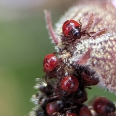 Oechalia schellenbergii at Acton, ACT - 25 Oct 2023