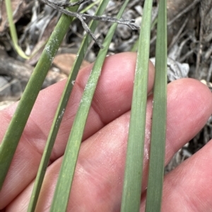 Lomandra multiflora at Aranda, ACT - 25 Oct 2023 04:03 PM