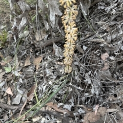 Lomandra multiflora at Belconnen, ACT - 25 Oct 2023