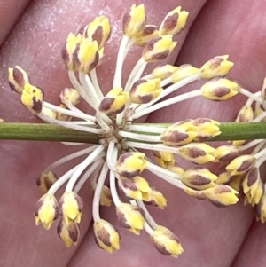 Lomandra multiflora at Belconnen, ACT - 25 Oct 2023
