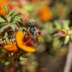 Leioproctus sp. (genus) (Plaster bee) at ANBG - 25 Oct 2023 by Miranda