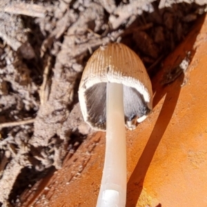 Coprinellus etc. at Watson, ACT - 25 Oct 2023