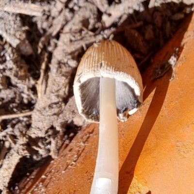 Coprinellus etc. (An Inkcap) at Watson, ACT - 24 Oct 2023 by abread111