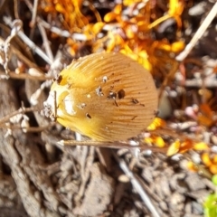 Coprinellus etc. at Watson, ACT - 25 Oct 2023