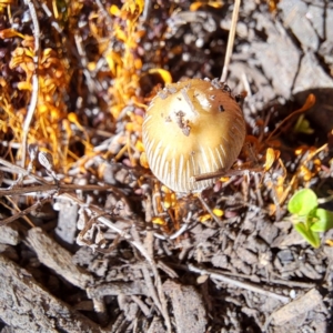 Coprinellus etc. at Watson, ACT - 25 Oct 2023