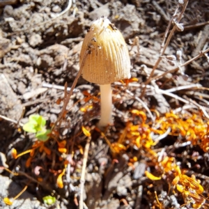 Coprinellus etc. at Watson, ACT - 25 Oct 2023