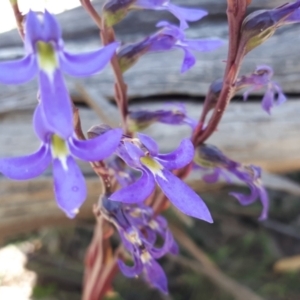 Lobelia gibbosa at Yaouk, NSW - suppressed