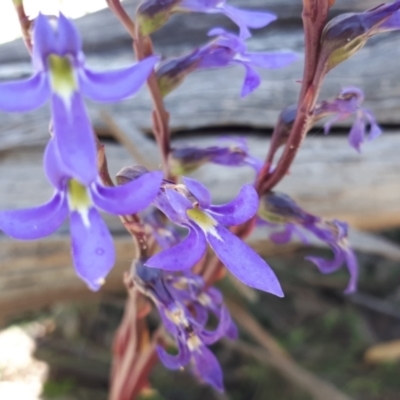 Lobelia gibbosa (Tall Lobelia) at Yaouk, NSW - 14 Mar 2022 by JARS