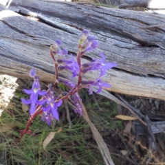 Lobelia gibbosa at Yaouk, NSW - suppressed