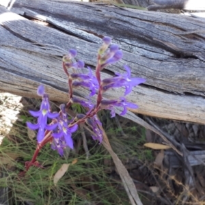 Lobelia gibbosa at Yaouk, NSW - 14 Mar 2022