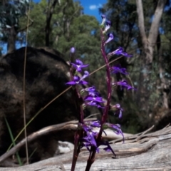 Lobelia gibbosa at Yaouk, NSW - suppressed