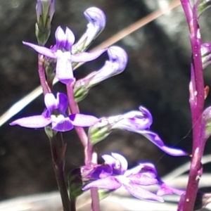 Lobelia gibbosa at Yaouk, NSW - suppressed