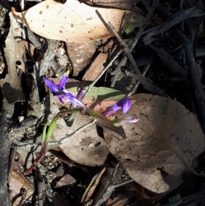 Lobelia gibbosa at Yaouk, NSW - suppressed